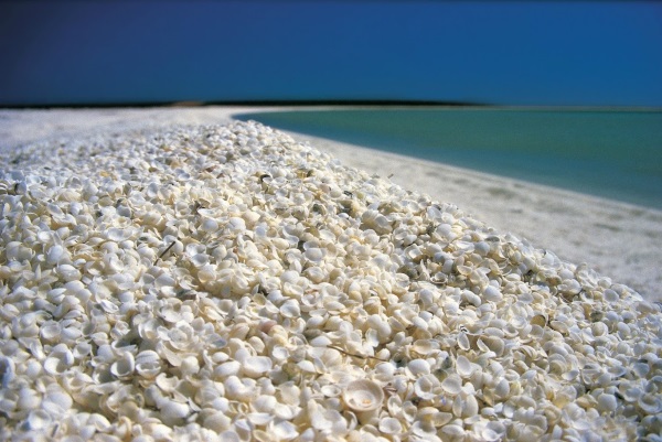 shell-beach
