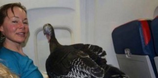 Tαξιδεύει με το αεροπλάνο μόνο αν έχει μαζί την γαλοπούλα της