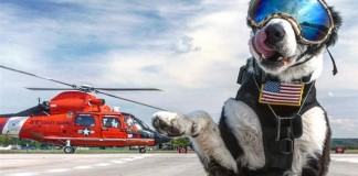 Ένας τετράποδος φίλος είναι υπάλληλος σε αεροδρόμιο!