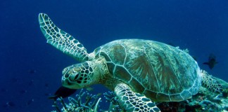 Τουριστική έκθεση με brandy και 3 χελώνες καρέτα καρέτα!