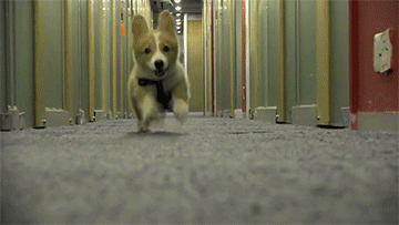 giphy (2)