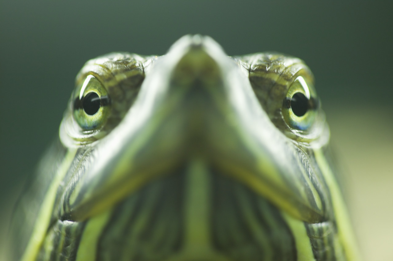 Red-Eared Pond Slider