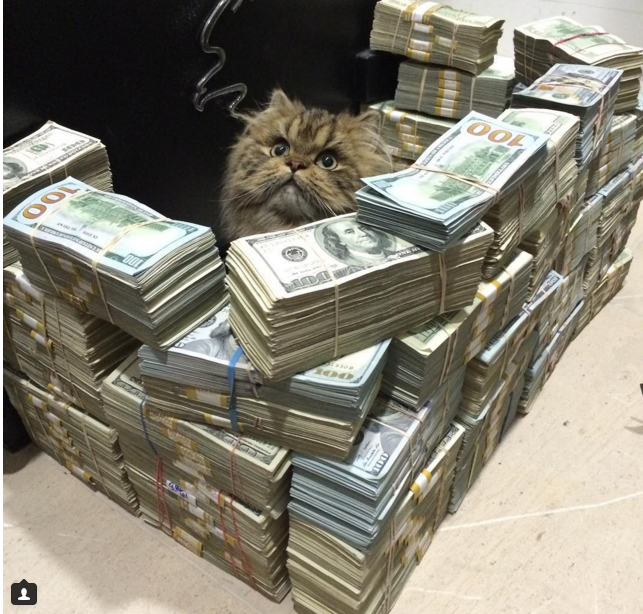 money cat