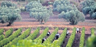 Η Suddeutsche Zeitung γράφει για τον Αττικό αμπελώνα