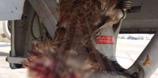 Αεροσκάφος συγκρούστηκε με μεγάλο πουλί