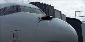 Αεροσκάφος συγκρούστηκε με… μαύρο γύπα!