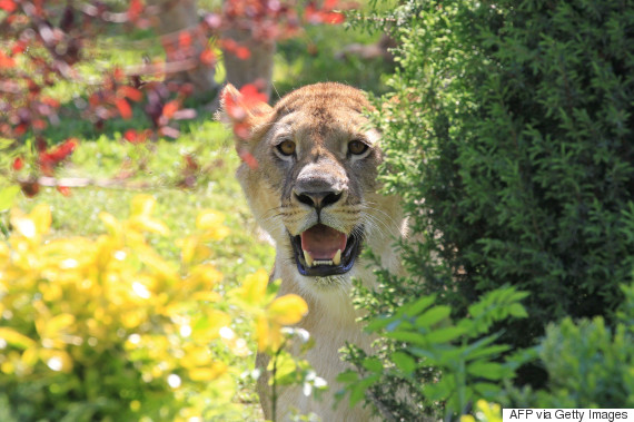 A lion named Mianga lazys around in the garden of the house of Ales Basista and his girlfriend in the southern Czech village of Stupava, 50 km southeast of Brno, Czech Republic on May 15, 2013. The couple have had the lions living with them since they were small. AFP PHOTO/ RADEK MICA (Photo credit should read RADEK MICA/AFP/Getty Images)
