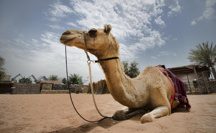 heritage-village-camel-rides-abu-dhabi-united-arab-emirates-2013-04-22-13-26-57-as-smart-object-1