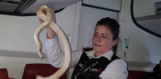 Βρήκαν μέσα στο αεροπλάνο… φίδι!