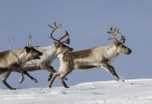 «Μπλόκο» στις μετακινήσεις από νομό σε νομό τα Χριστούγεννα
