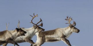 «Μπλόκο» στις μετακινήσεις από νομό σε νομό τα Χριστούγεννα