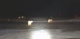 Αλάσκα: «Επίσκεψη» πολικών αρκούδων σε αεροδρόμιο (βίντεο)