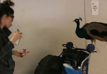 Γυναίκα ήθελε να ταξιδέψει με το παγόνι της μέσα στο αεροπλάνο
