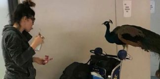 Γυναίκα ήθελε να ταξιδέψει με το παγόνι της μέσα στο αεροπλάνο