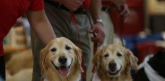 Σκυλιά «θεραπευτές» σε αεροδρόμιο του Καναδά (βίντεο)