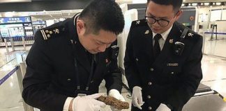 Κινέζος επιβάτης μετέφερε στη βαλίτσα του μία μυρμηγκοφωλιά!