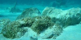 Βρέθηκαν ανθρώπινα οστά σε νησίδα που είχε πέσει γερμανικό αεροσκάφος