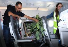 Κοάλα ταξίδεψε με αεροπλάνο σε κάθισμα μεταξύ των επιβατών