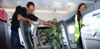 Κοάλα ταξίδεψε με αεροπλάνο σε κάθισμα μεταξύ των επιβατών