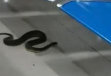 Φίδι σκόρπισε τον πανικό σε αεροδρόμιο στις Φιλιππίνες (vid)