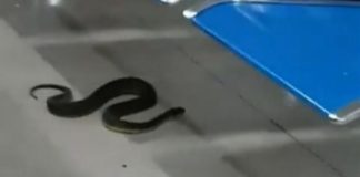 Φίδι σκόρπισε τον πανικό σε αεροδρόμιο στις Φιλιππίνες (vid)