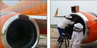 Καθυστέρηση πτήσεων εξαιτίας μελισσών (vid)