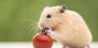 Βρήκαν 24 χάμστερ στα πόδια της στον έλεγχο του αεροδρομίου