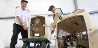 Ταξίδι με κατοικίδιο