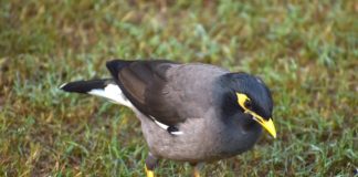 Ένας παράξενος… επιβάτης προκάλεσε πανικό σε πτήση