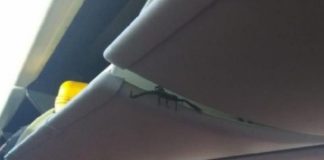 Συνταξιδεύοντας με έναν σκορπιό…