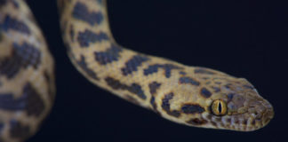 Φίδι ταξίδεψε αεροπορικώς μέσα σε ένα παπούτσι