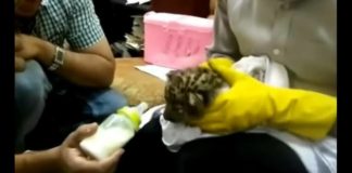 Λεοπάρδαλη σε βαλίτσα επιβάτη