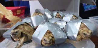 Έδεσαν 1.500 χελωνάκια με ταινία για να τα περάσουν από αεροδρόμιο