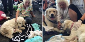 Γέννησε 8 κουτάβια καταμεσής του αεροδρομίου