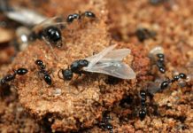 Ματαίωση πτήσης λόγω ιπτάμενων μυρμηγκιών