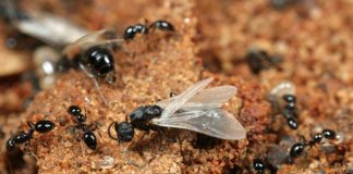 Ματαίωση πτήσης λόγω ιπτάμενων μυρμηγκιών