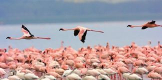 Αεροπλάνο δεν απογειώθηκε εξαιτίας ενός… φλαμίνγκο