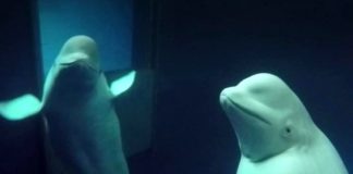 Δύο φάλαινες “πέταξαν” προς την ελευθερία!