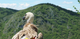 Γύπας απειλούμενου είδους επιστρέφει σπίτι του με την Turkish Cargo