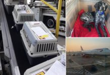 Ειδική πτήση της British Airways μετέφερε αδέσποτους σκύλους από την Κύπρο