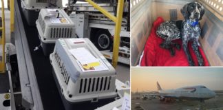 Ειδική πτήση της British Airways μετέφερε αδέσποτους σκύλους από την Κύπρο