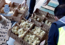 Νεκρά χιλιάδες εγκαταλελειμμένα κοτοπουλάκια στο αεροδρόμιο της Μαδρίτης