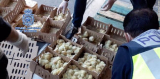 Νεκρά χιλιάδες εγκαταλελειμμένα κοτοπουλάκια στο αεροδρόμιο της Μαδρίτης