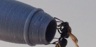 Πώς μια σφήκα μπορεί να… καταρρίψει αεροπλάνα