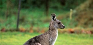 Καγκουρό σε πτήση της American Airlines!