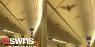 Πανικός σε αεροπλάνο με λαθρεπιβάτη… νυχτερίδα