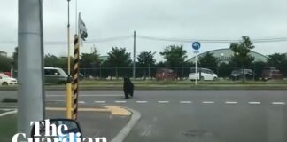 Ιαπωνία: Τραυματίες από αρκούδα, στο αεροδρόμιο και σε στρατιωτική βάση