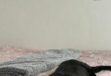 Καταγγελία: Απίστευτη γραφειοκρατία στο αεροδρόμιο Ιωαννίνων οδήγησε στον θάνατο του γάτου μου