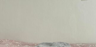 Καταγγελία: Απίστευτη γραφειοκρατία στο αεροδρόμιο Ιωαννίνων οδήγησε στον θάνατο του γάτου μου