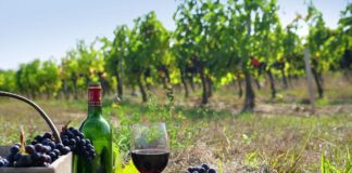 Πάρος, Τήνος, Σαντορίνη-Ιδανικοί προορισμοί για οινοτουρισμό